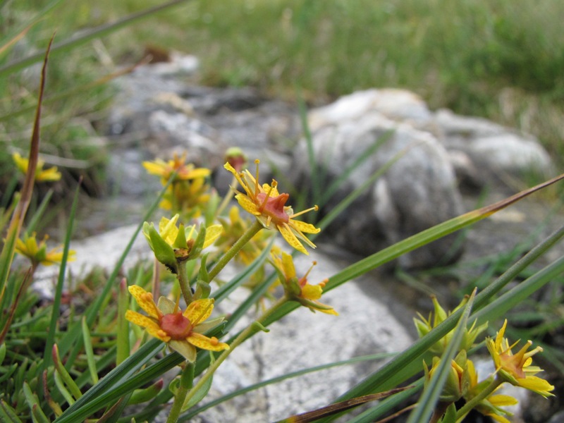 Sentieri ferrati, sentieri fioriti: i fiori dell''Albiolo